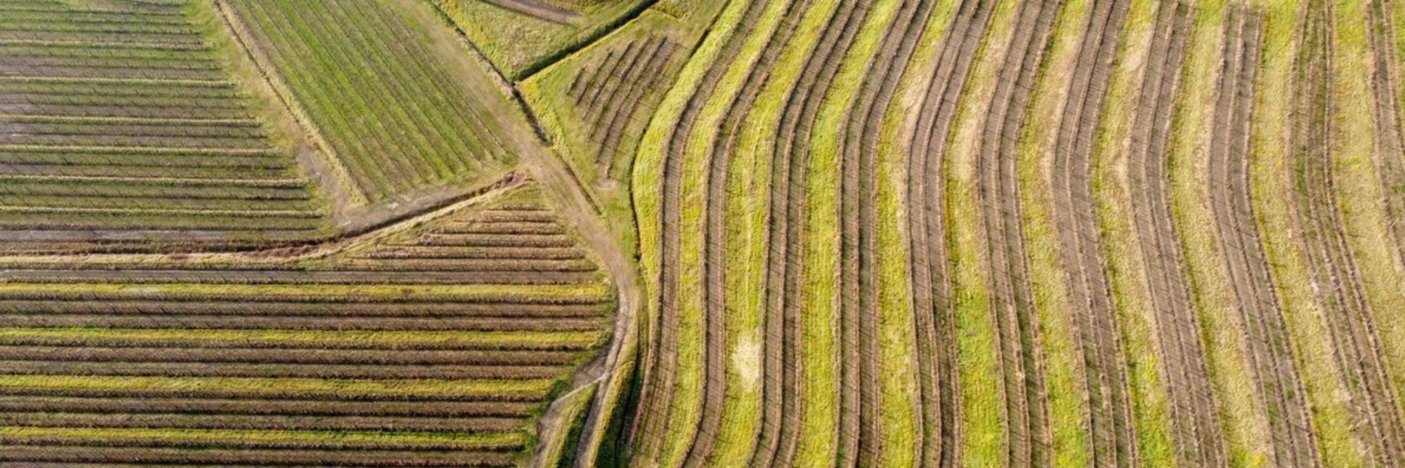 Made in France, boussole de la relance économique ?